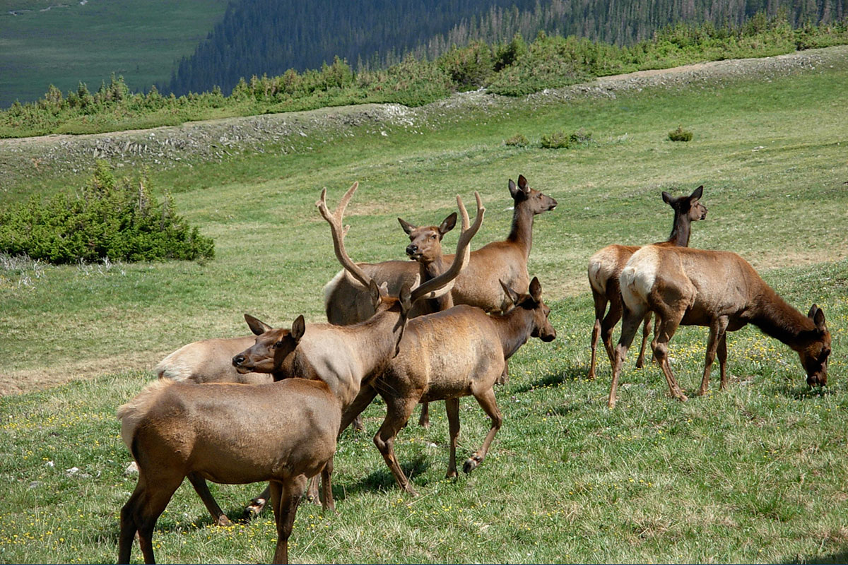 elk by alpine vistor center