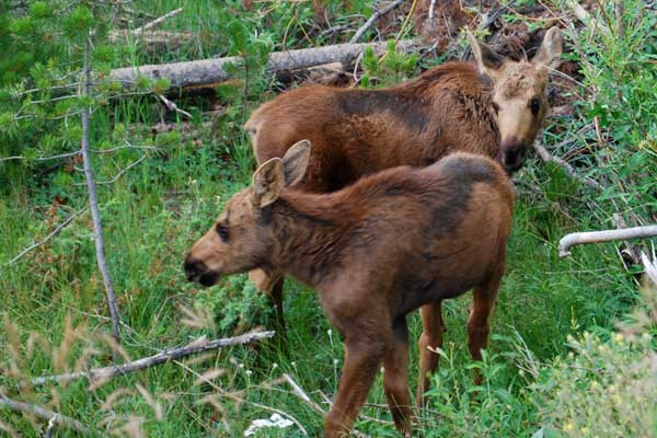 baby moose twins - beware of mom