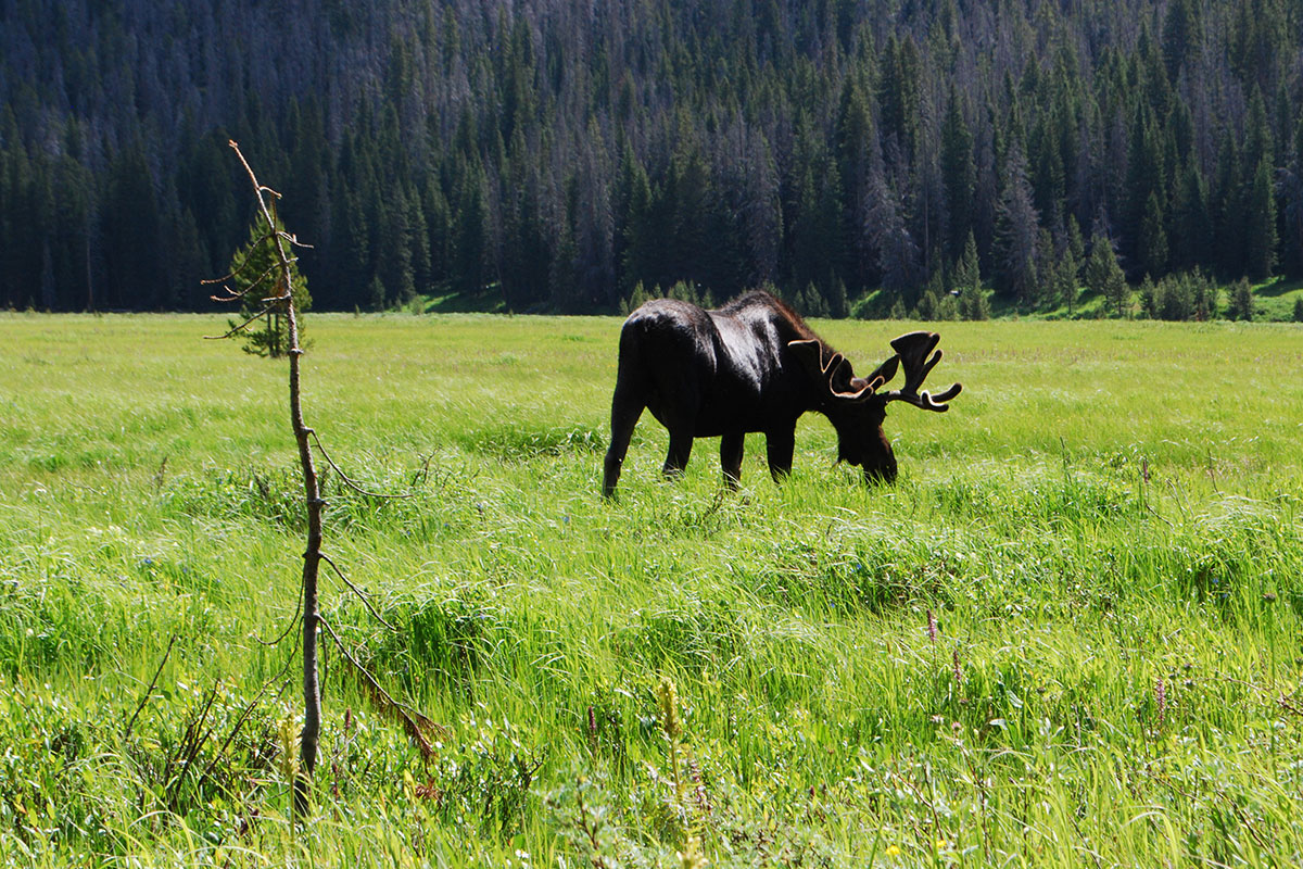 big_meadow_moose