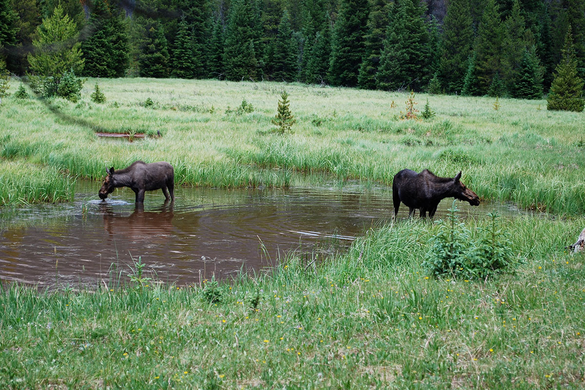 Moose in CO River