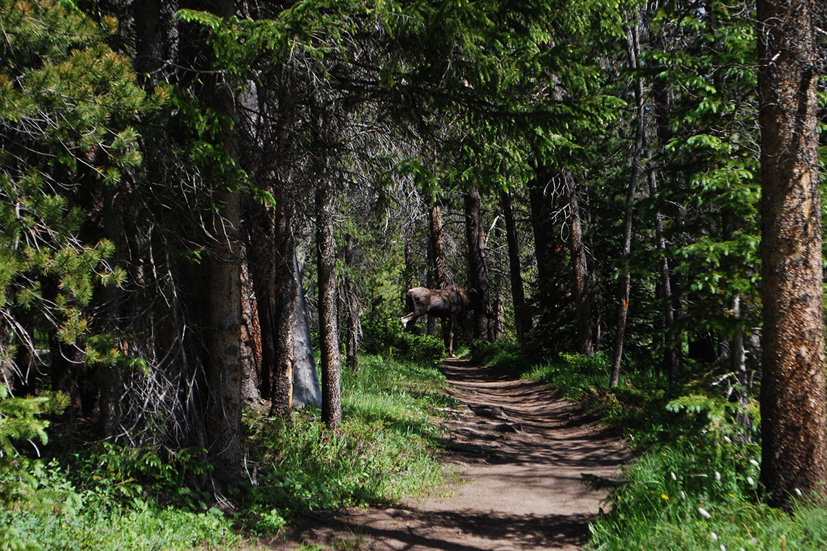 beware of moose on trail